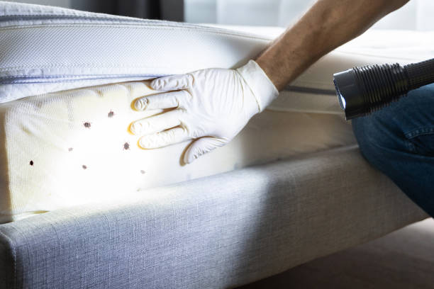 Best Best Pest Control Companies  in Hallstead, PA