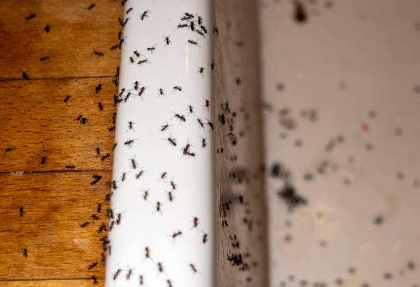 Professional Pest Control in Hallstead, PA