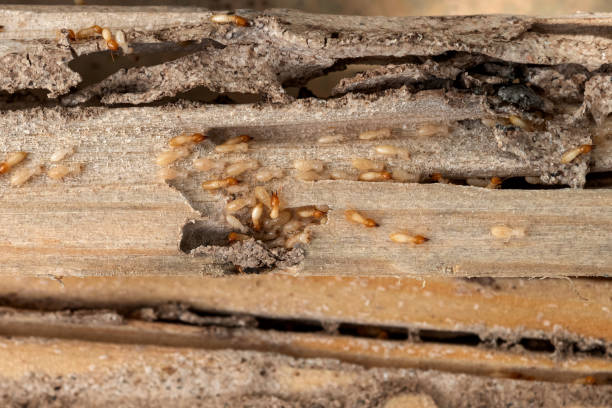 Best Affordable Pest Control Services  in Hallstead, PA