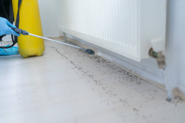 Best Affordable Pest Control Services  in Hallstead, PA